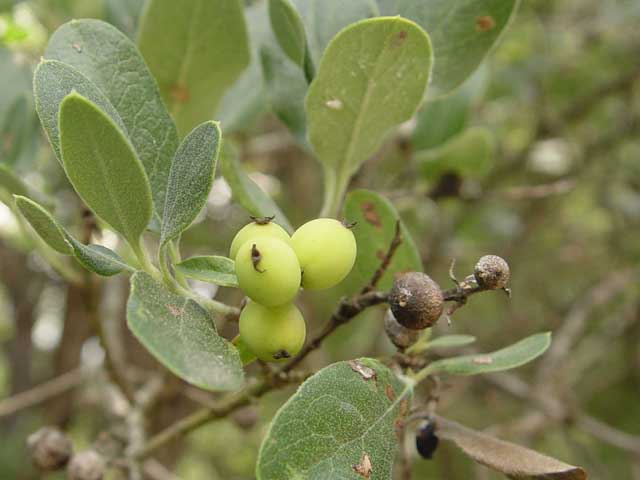 Garrya ovata ssp. lindheimeri (Lindheimer's silktassel) #19841