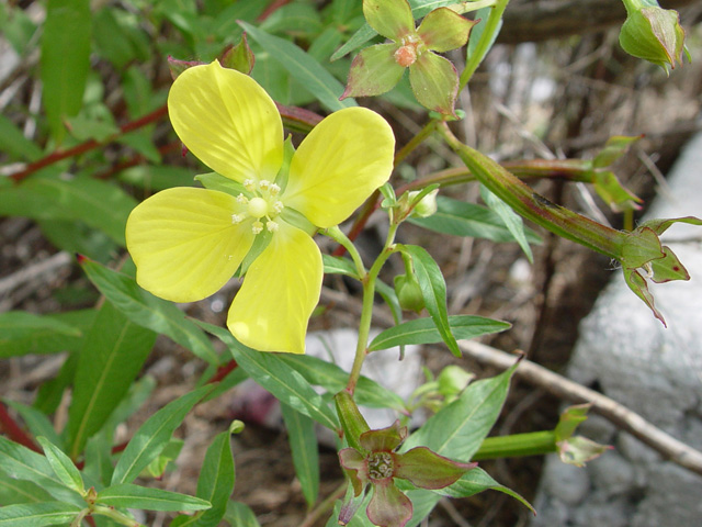 Ludwigia octovalvis (Mexican primrose-willow) #19884