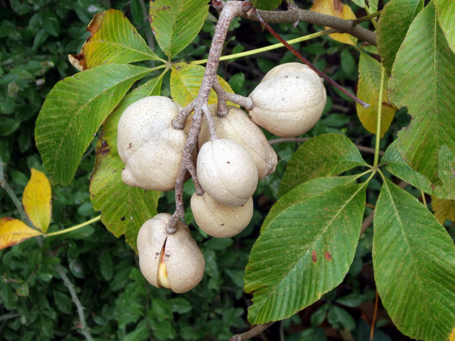 Aesculus pavia var. flavescens (Texas yellow buckeye) #31267