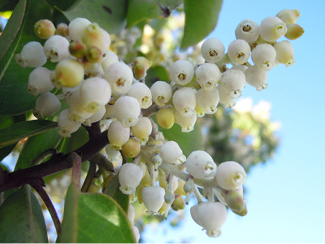 Arbutus xalapensis (Texas madrone) #31318