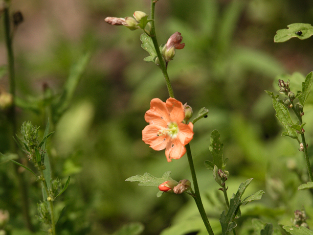 Sphaeralcea fendleri ssp. elongata (Thicket globemallow) #28538