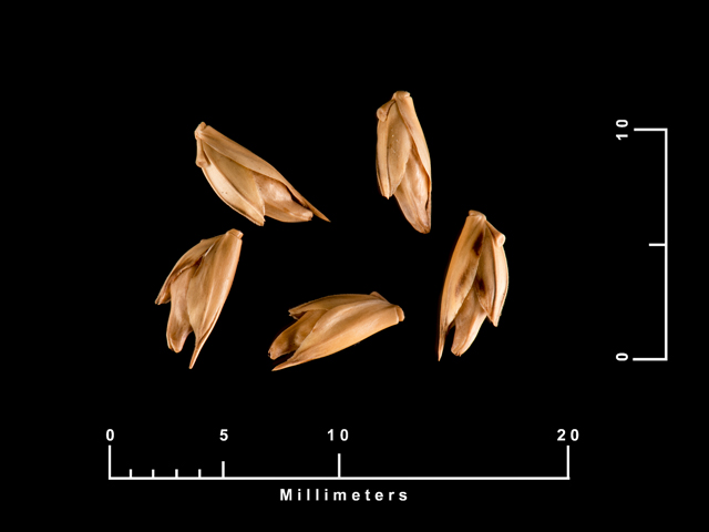 Diarrhena americana (American beakgrain) #87501