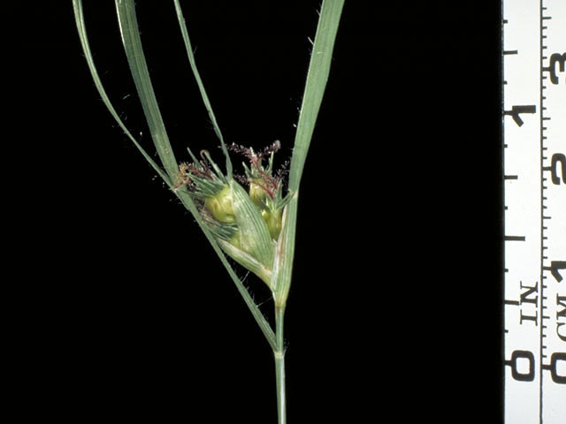 Bouteloua dactyloides (Buffalograss) #43