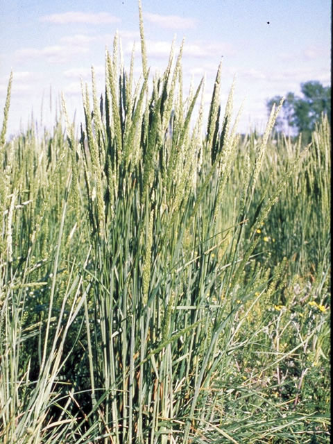 Koeleria macrantha (Prairie junegrass) #58