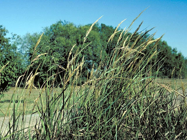 Sorghastrum nutans (Indiangrass) #93