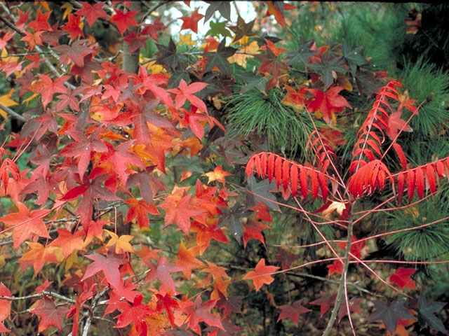 Liquidambar styraciflua (Sweetgum) #122