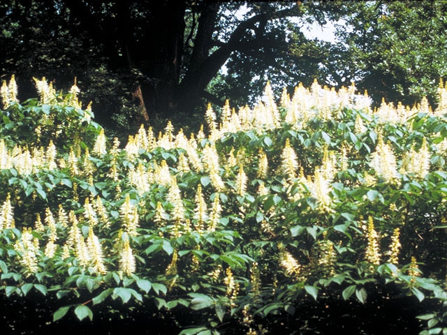 Aesculus parviflora (Bottlebrush buckeye) #141