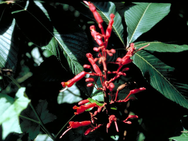 Aesculus pavia (Red buckeye) #146