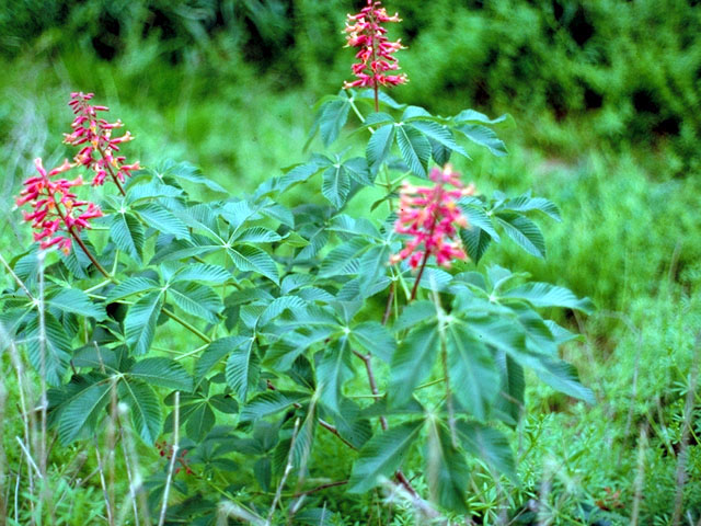 Aesculus pavia (Red buckeye) #149