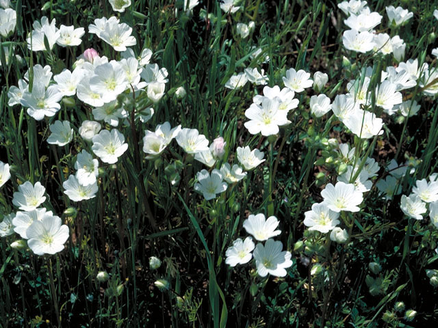 Limnanthes gracilis (Slender meadowfoam) #164