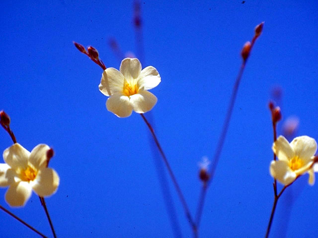 Linum rupestre (Rock flax) #196