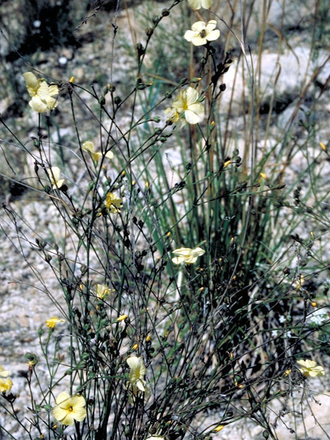 Linum rupestre (Rock flax) #197