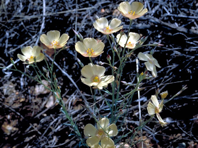 Linum rupestre (Rock flax) #198