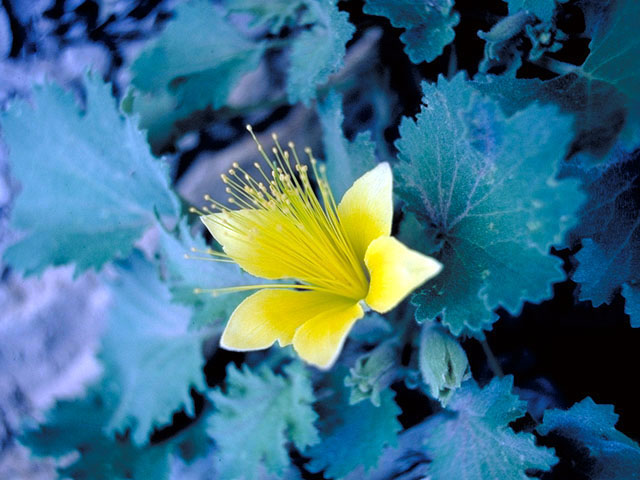 Eucnide bartonioides (Yellow rocknettle) #213