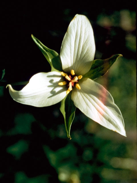 Trillium erectum (Red trillium) #279