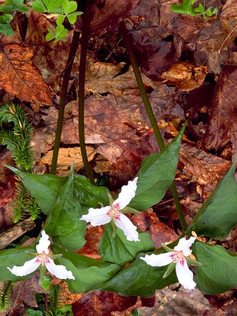 Trillium undulatum (Painted trillium) #312