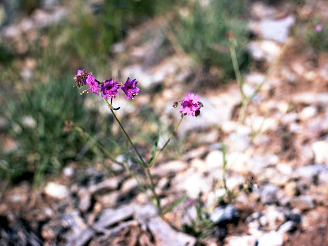 Mirabilis oxybaphoides (Smooth spreading four o'clock) #388