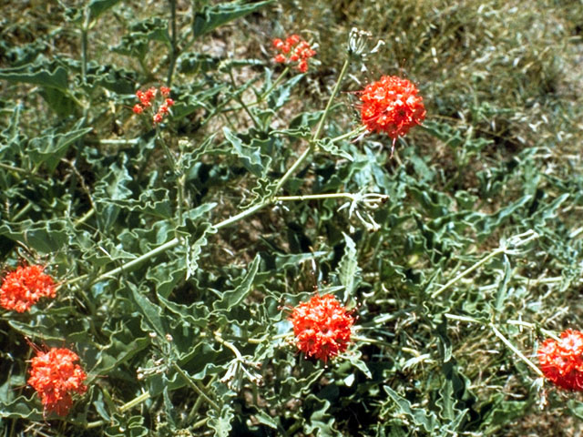 Nyctaginia capitata (Devil's bouquet) #391