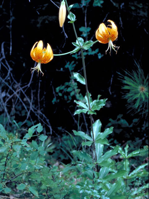 Lilium columbianum (Columbia lily) #445