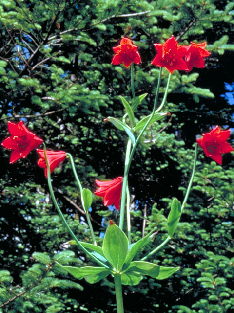 Lilium grayi (Gray's lily) #451