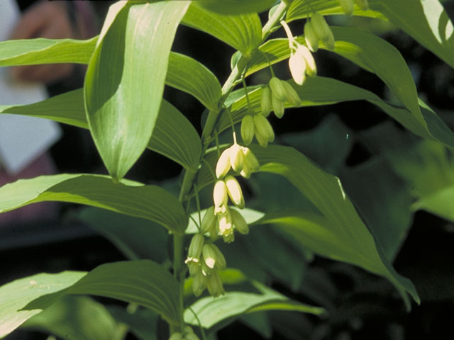 Polygonatum biflorum (Smooth solomon's seal) #545