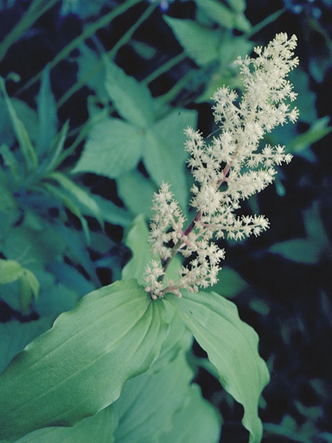 Maianthemum racemosum ssp. racemosum (Feathery false lily of the valley) #568