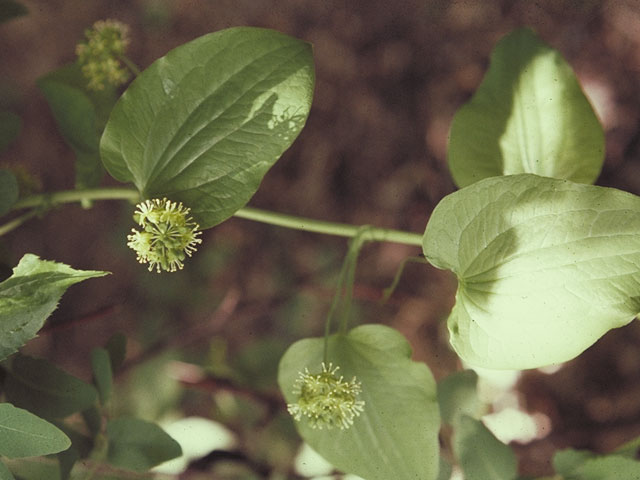 Smilax herbacea (Smooth carrionflower) #578