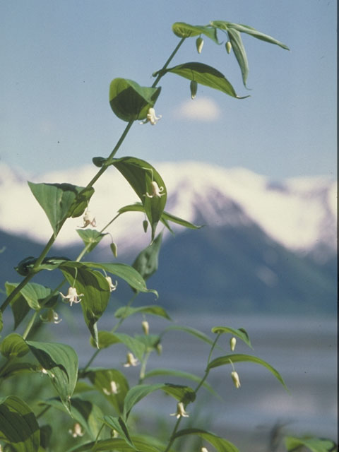 Streptopus amplexifolius (Claspleaf twistedstalk) #586