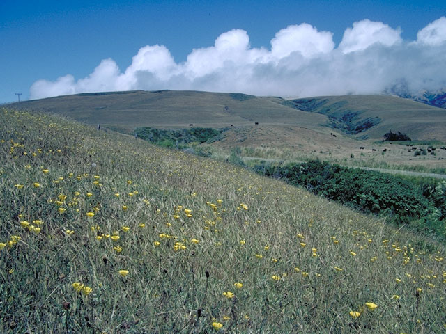 Calochortus luteus (Yellow mariposa lily) #616