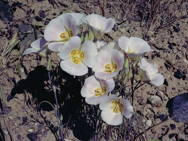 Calochortus nuttallii (Sego lily) #640