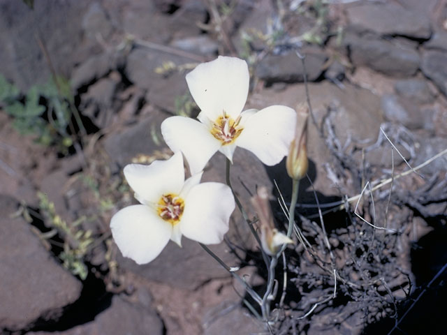 Calochortus palmeri (Palmer's mariposa lily) #648