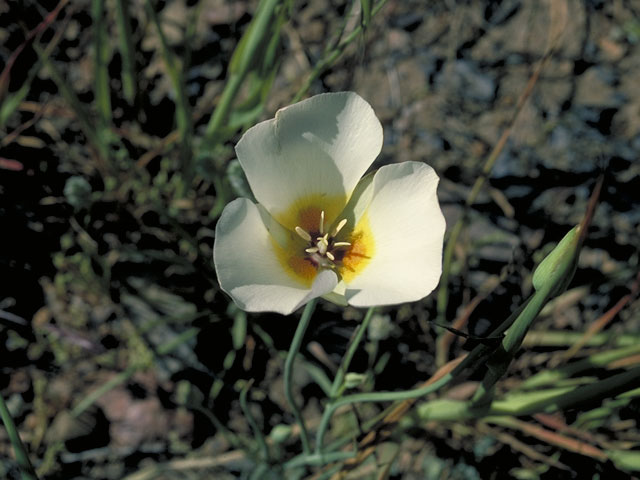 Calochortus palmeri (Palmer's mariposa lily) #649