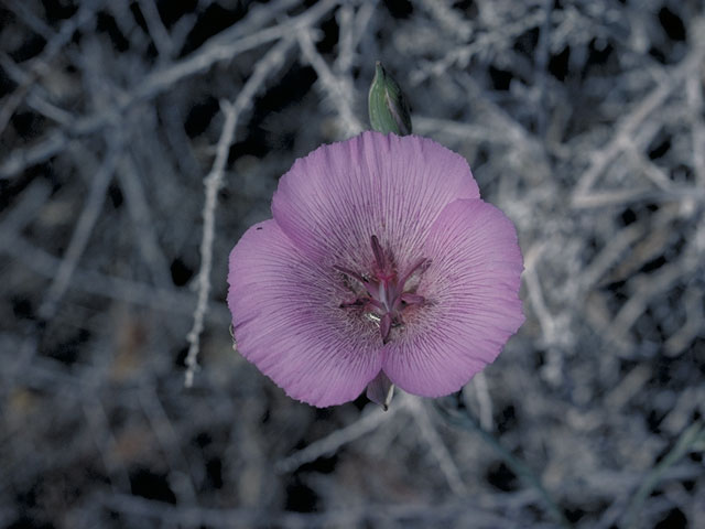 Calochortus striatus (Alkali mariposa lily) #665