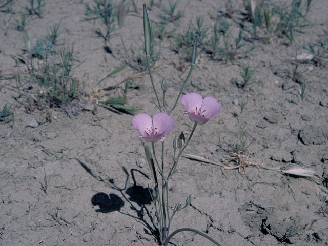 Calochortus striatus (Alkali mariposa lily) #666