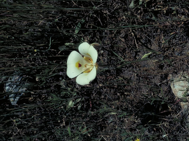 Calochortus superbus (Yellow mariposa) #669