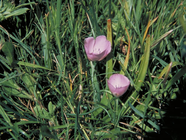 Calochortus uniflorus (Monterey mariposa lily) #672