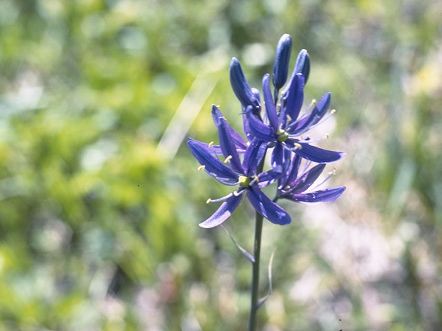 Camassia quamash (Small camas) #682