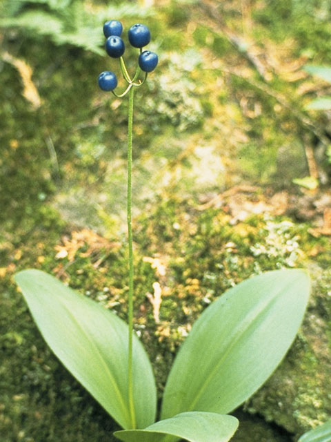 Clintonia borealis (Bluebead) #696