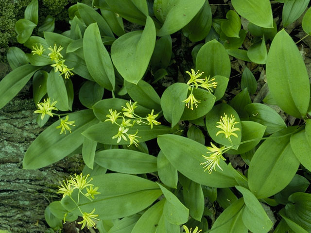 Clintonia borealis (Bluebead) #698