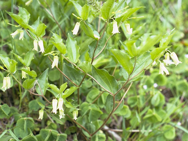 Prosartes smithii (Largeflower fairybells) #720