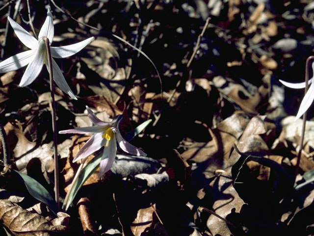 Erythronium albidum (White troutlily) #726