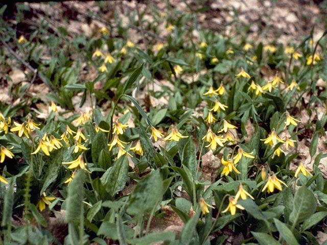 Erythronium americanum (Yellow trout-lily) #731