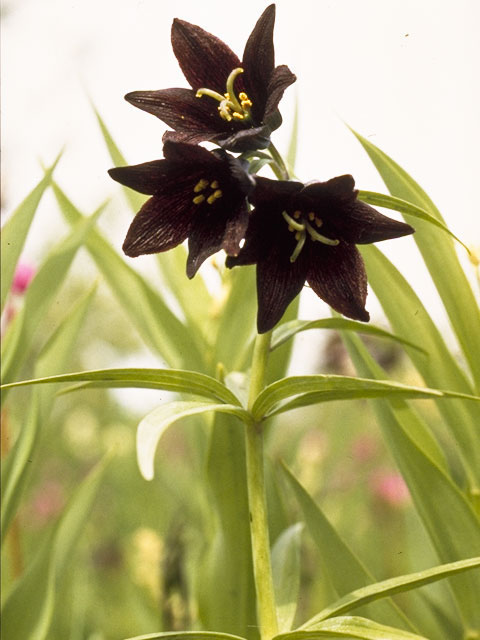 Fritillaria camschatcensis (Kamchatka fritillary) #755