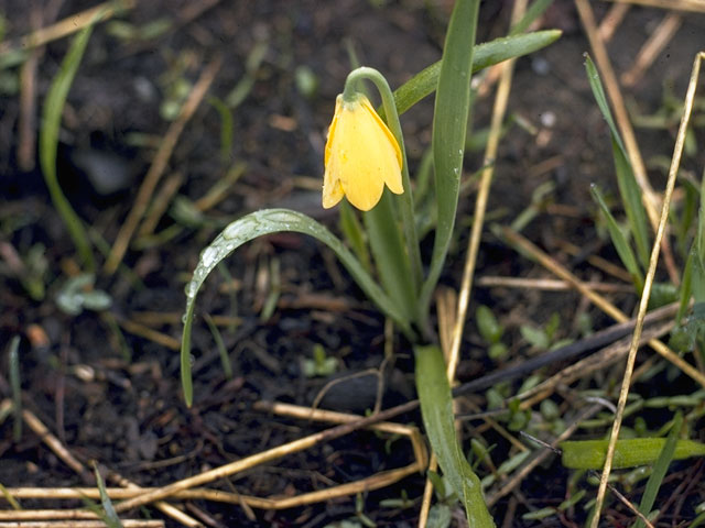 Fritillaria pudica (Yellow fritillary) #765