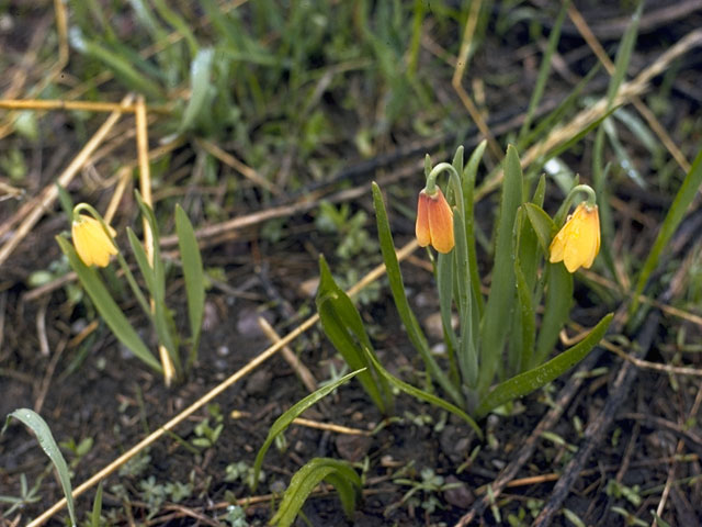 Fritillaria pudica (Yellow fritillary) #766