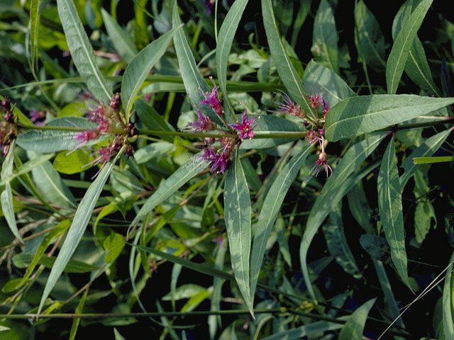 Decodon verticillatus (Swamp loosestrife) #783