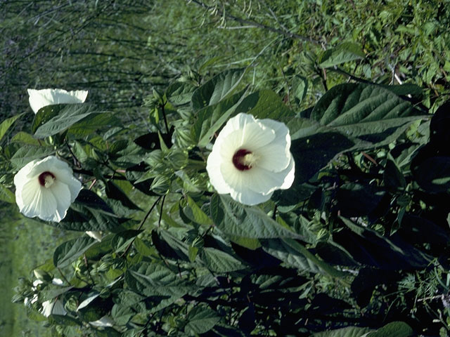 Hibiscus moscheutos (Crimson-eyed rose-mallow) #819