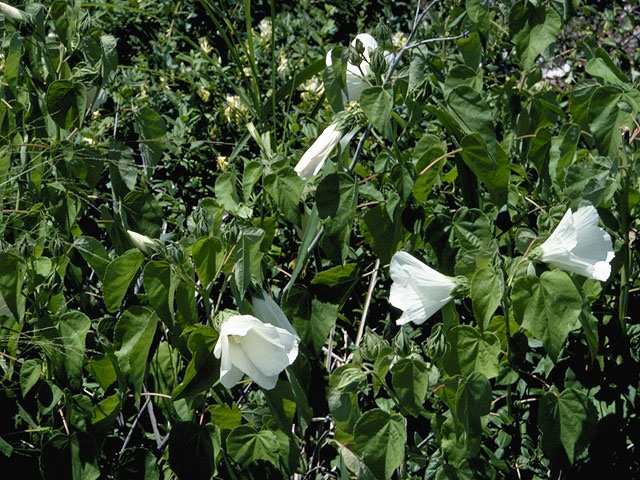 Hibiscus lasiocarpos (Woolly rose-mallow) #825