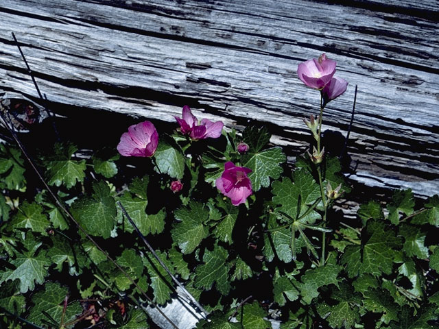 Sidalcea calycosa (Annual checkerbloom) #889