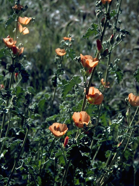 Sphaeralcea ambigua (Desert globemallow) #906